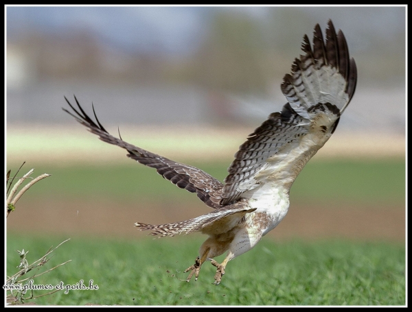 Buse variable